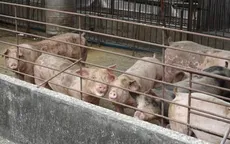 Đài Loan (Trung Quốc) báo cáo trường hợp đầu tiên mắc dịch tả lợn châu Phi