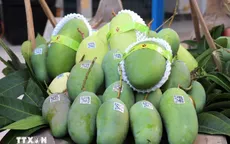 Hành trình trái xoài từ vườn ra thế giới